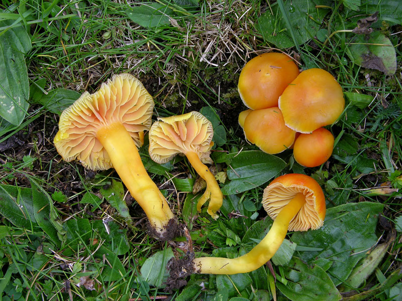 H.aurantiosplendens..l''accendiamo?